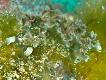 Lettuce Sea Slug - Elysia crispata - Cozumel, Mexico