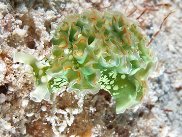 Lettuce Sea Slug - Elysia crispata - Cozumel, Mexico