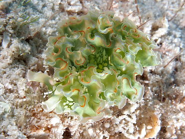 Lettuce Sea Slug - Elysia crispata - Cozumel, Mexico