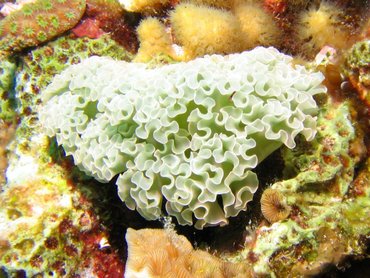 Lettuce Sea Slug - Elysia crispata - Bonaire