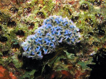 Lettuce Sea Slug - Elysia crispata - Bonaire