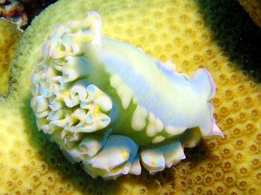 Lettuce Sea Slug - Elysia crispata - Bonaire