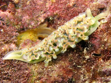 Lettuce Sea Slug - Elysia crispata - Grand Cayman