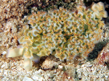 Lettuce Sea Slug - Elysia crispata - The Exumas, Bahamas