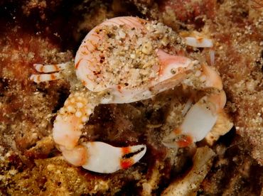 Four Ring Purse Crab - Leucosia anatum - Anilao, Philippines