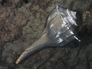 Lightning Whelk - Sinistrofulgur sinistrum - Blue Heron Bridge, Florida