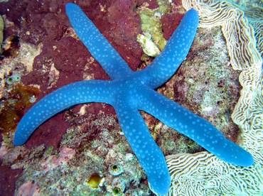 Blue Linckia - Linckia laevigata - Palau