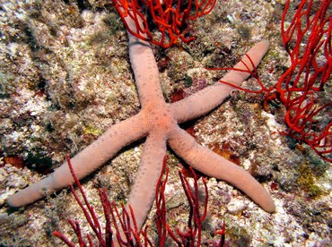 Blue Linckia - Linckia laevigata - Palau