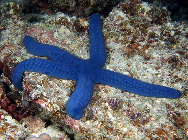 Blue Linckia - Linckia laevigata - Fiji