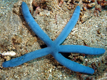 Blue Linckia - Linckia laevigata - Bali, Indonesia