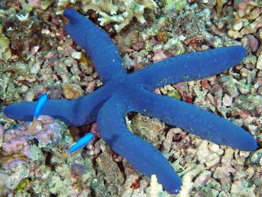 Blue Linckia - Linckia laevigata - Komodo, Indonesia