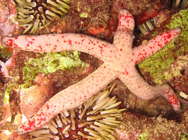 Mottled Linckia - Linckia multifora - Maui, Hawaii