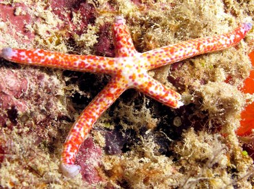 Mottled Linckia - Linckia multifora - Palau