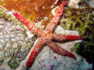 Mottled Linckia - Linckia multifora - Palau