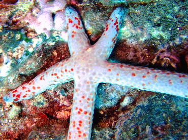 Mottled Linckia - Linckia multifora - Maui, Hawaii