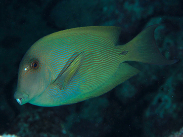 Lined Bristletooth - Ctenochaetus striatus - Great Barrier Reef, Australia