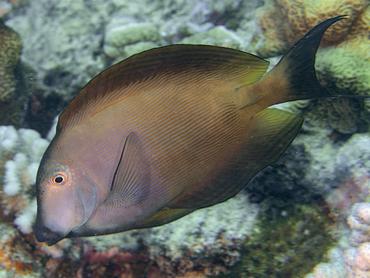 Lined Bristletooth - Ctenochaetus striatus - Moorea, French Polynesia