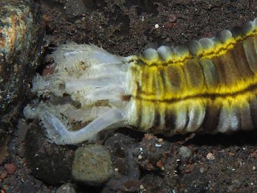 Lion's Paw Sea Cucumbers - Euapta godeffroyi - Bali, Indonesia
