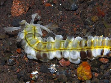 Lion's Paw Sea Cucumbers - Euapta godeffroyi - Bali, Indonesia