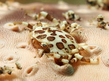 Sea Cucumber Swimming Crab - Lissocarcinus orbicularis - Lembeh Strait, Indonesia
