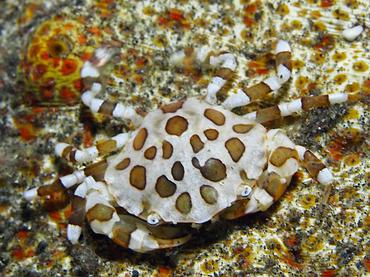 Sea Cucumber Swimming Crab - Lissocarcinus orbicularis - Bali, Indonesia