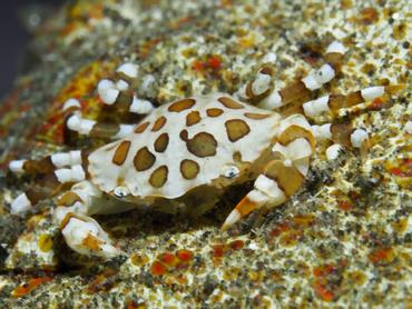 Sea Cucumber Swimming Crab - Lissocarcinus orbicularis - Bali, Indonesia