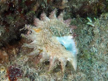 Longspine Starsnail - Lithopoma phoebium - British Virgin Islands
