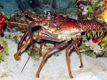 Caribbean Spiny Lobster - Panulirus argus - Cozumel, Mexico