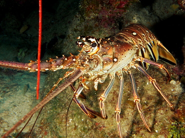 Caribbean Spiny Lobster - Panulirus argus - The Exumas, Bahamas