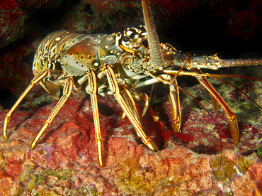 Caribbean Spiny Lobster - Panulirus argus - Roatan, Honduras