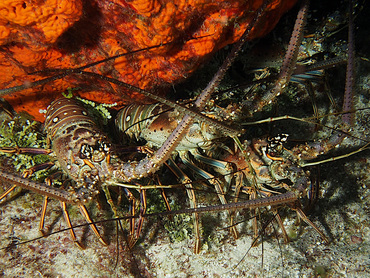 Caribbean Spiny Lobster - Panulirus argus - Cozumel, Mexico