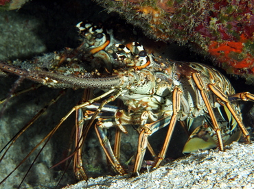 Caribbean Spiny Lobster - Panulirus argus - Cozumel, Mexico