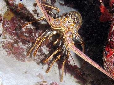 Caribbean Spiny Lobster - Panulirus argus - Grand Cayman