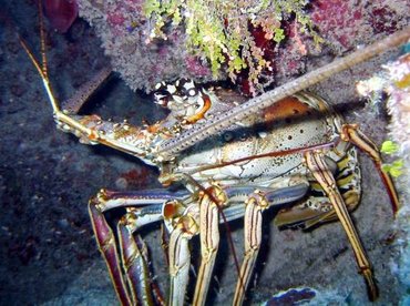 Caribbean Spiny Lobster - Panulirus argus - Little Cayman