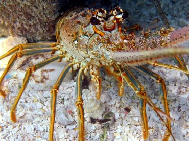 Caribbean Spiny Lobster - Panulirus argus - Isla Mujeres, Mexico