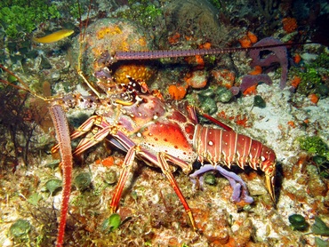 Caribbean Spiny Lobster - Panulirus argus - Cozumel, Mexico