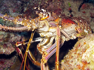 Caribbean Spiny Lobster - Panulirus argus - Belize