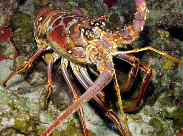 Caribbean Spiny Lobster - Panulirus argus - Nassau, Bahamas