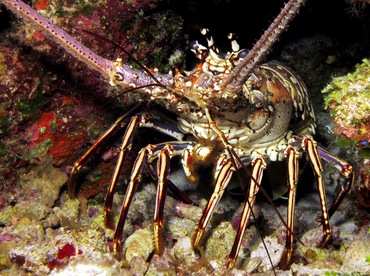 Caribbean Spiny Lobster - Panulirus argus - Cozumel, Mexico