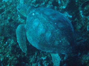 Loggerhead Turtle - Caretta caretta - Belize