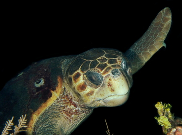 Loggerhead Turtle - Caretta caretta - Belize