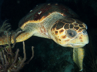 Loggerhead Turtle - Caretta caretta - Belize