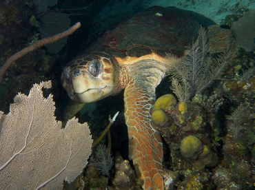 Loggerhead Turtle - Caretta caretta - Belize