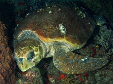 Loggerhead Turtle - Caretta caretta - Palm Beach, Florida