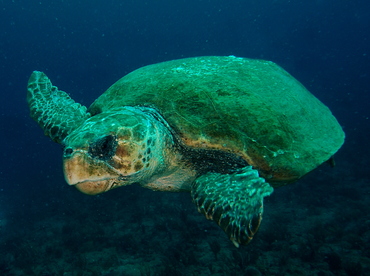 Loggerhead Turtle - Caretta caretta - Palm Beach, Florida