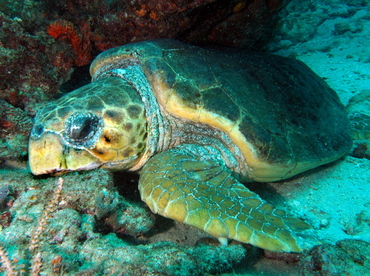 Loggerhead Turtle - Caretta caretta - Palm Beach, Florida