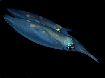 Atlantic Brief Squid - Lolliguncula brevis - Palm Beach, Florida