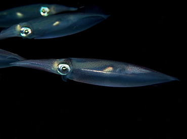 Atlantic Brief Squid - Lolliguncula brevis - Palm Beach, Florida