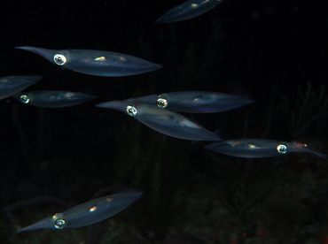 Atlantic Brief Squid - Lolliguncula brevis - Palm Beach, Florida