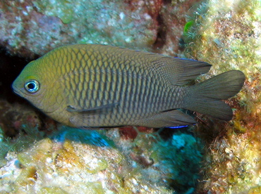 Longfin Damselfish - Stegastes diencaeus - Grand Cayman